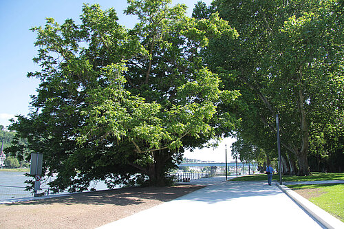 Deutsches Eck Koblenz